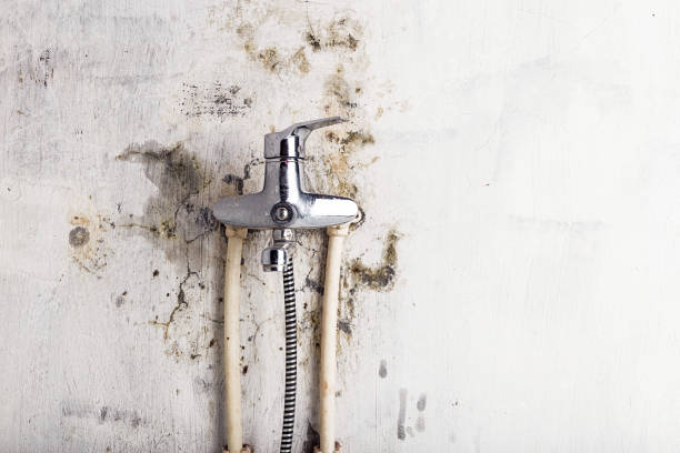 Best Affordable Mold Removal  in Flossmoor, IL