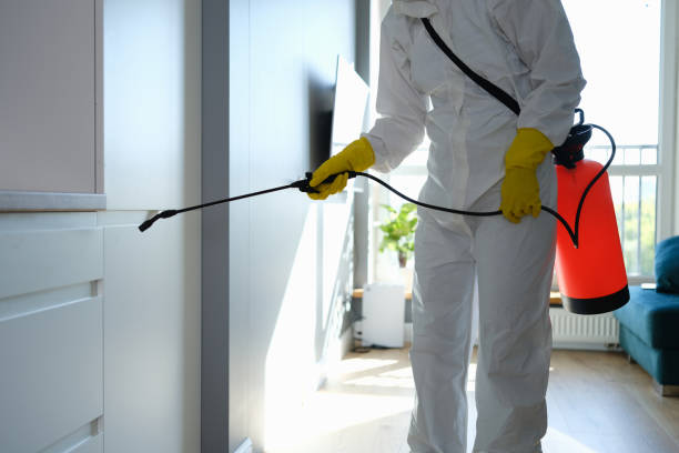 Best Mold Damage Repair  in Flossmoor, IL