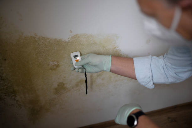 Best Mold Removal Company Near Me  in Flossmoor, IL