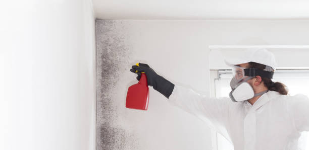 Best Certified Mold Removal  in Flossmoor, IL