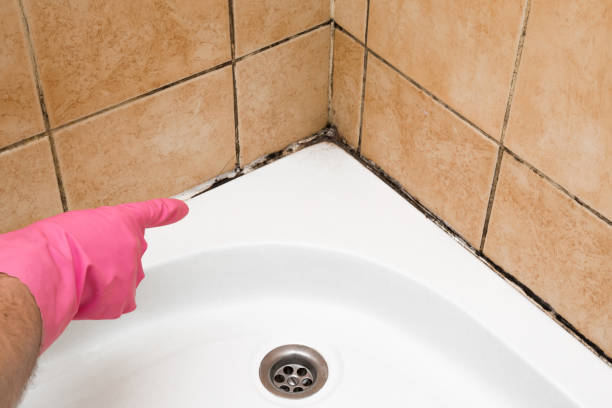 Best Mold Testing  in Flossmoor, IL